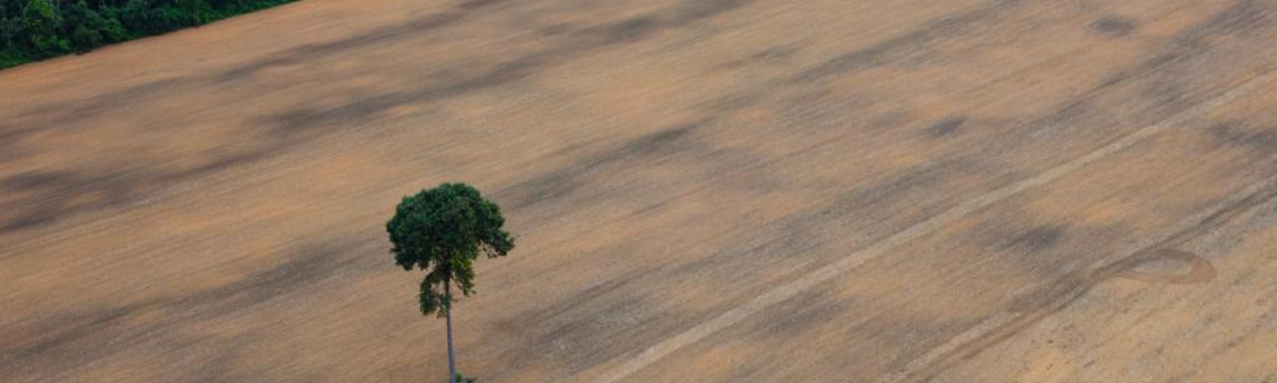 Una porzione di foresta tropicale spazzata via per fare spazio alle coltivazioni intensive destinate a biocarburanti. FOTO: Archivio Greenpeace.