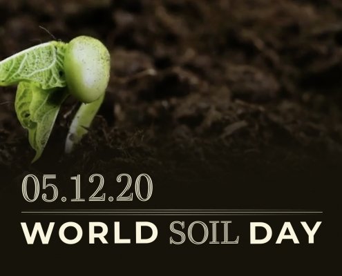 world soil day
