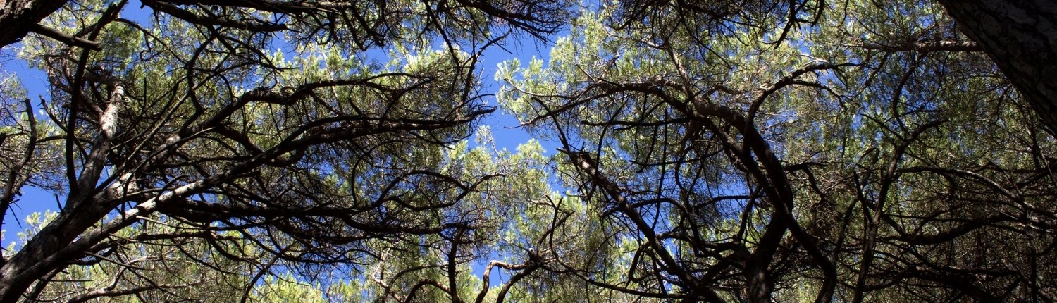 Foresta boschi alberi