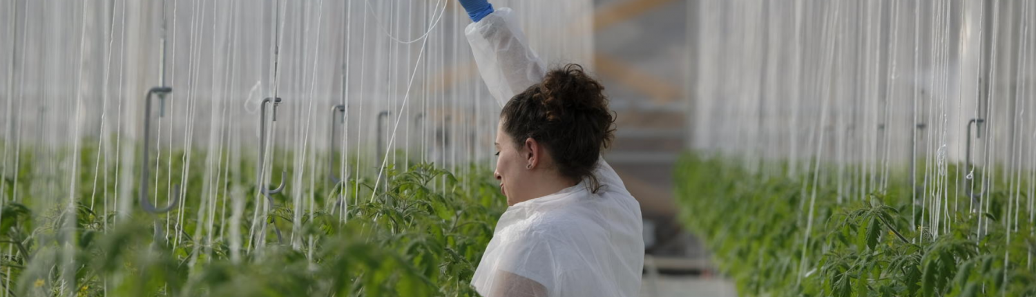 Agricoltura. Nella sua Serra Attiva, Sfera Agricola coltiva pomodori, insalate ed erbe aromatiche senza l'uso di fitofarmaci. FOTO: Sfera Agricola.