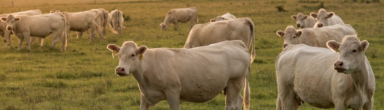 Le opzioni di mitigazione basate sul settore agricolo, specialmente di piccola scala, possano portare all’azzeramento delle emissioni delle aziende zootecniche. FOTO: milesz da Pixabay