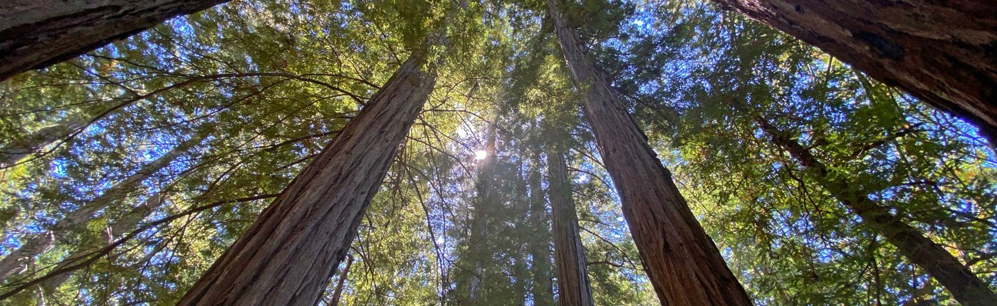 USA deforestazione alberi foreste boschi