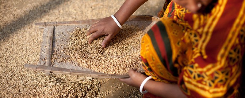 Adding rice husk to soil helps reduce arsenic and cadmium contamination in plants. Photo: WorldFish Attribution-NonCommercial-NoDerivs 2.0 Generic (CC BY-NC-ND 2.0)