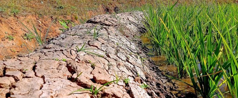 Different management strategies and soil properties influence carbon sequestration ability. Data processing is therefore crucial in order to design a global soil map. Photo: Nandan CC0 - Free to Use, Attribution Optional