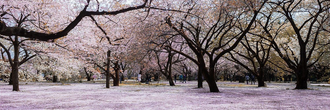 Sakura fioritura ciliegi giappone clima