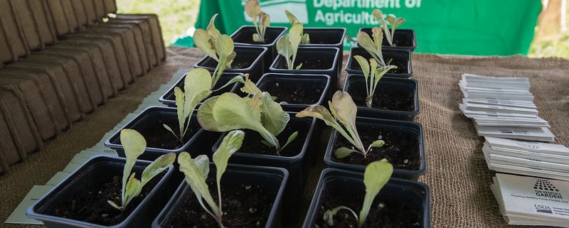Negli Stati Uniti la produzione di semi e piantine è ancora inadeguata rispetto agli obiettivi di riforestazione. Foto: Lance Cheung, USDA dominio pubblico
