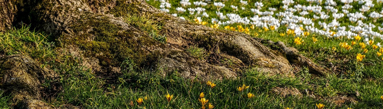 La Mission Soil dell'Unione europea ha proposto 6 indicatori fondamentali per verificare la qualità di un suolo. FOTO: suju-foto da Pixabay