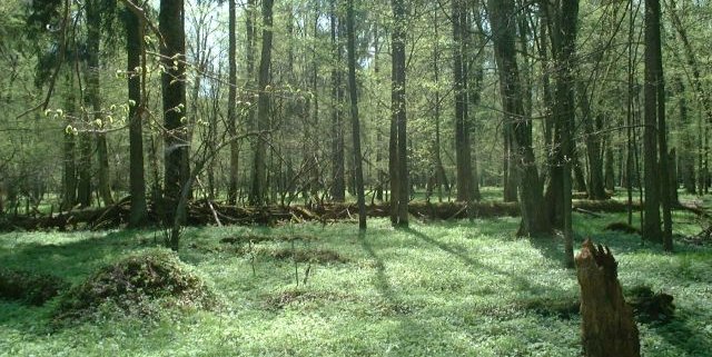 Bialowieza in Poland is one of Europe's most famous primary forests. Photo: Merlin Attribution-ShareAlike 3.0 Unported (CC BY-SA 3.0)