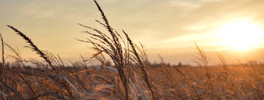 Numbers compiled by NASA show that in the U.S. Midwest., corn fields with low tillage levels have a 3.3% higher yield. Photo: Pixabay License Free for commercial use Attribution not required