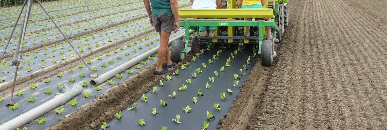 Il loro vantaggio è di evitare le infestanti senza uso di erbicidi, permettere il risparmio di acqua, contrastare l'erosione e, essendo biodegradabili, possono essere lasciati nel suolo, dove vengono mineralizzati in CO2, acqua e biomassa. Un aiuto per ridurre il grave problema dei residui plastici in agricoltura. FOTO: Archivio Novamont.