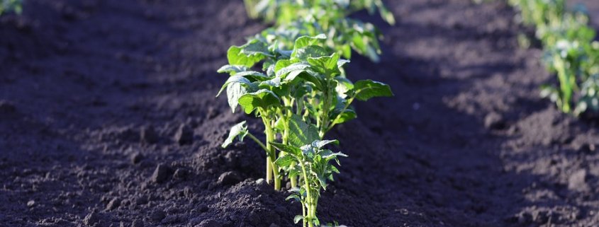 The food production system, says Ellen MacArthur Foundation's latest report, can be redesigned to let nature thrive Photo: Pixabay Free for commercial use Attribution not required