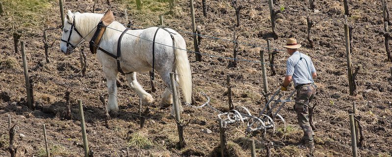 The use of horses in tillage operations helps to ensure soil health. Photo: Blaye Côtes de Bordeaux Attribution-NoDerivs 2.0 Generic (CC BY-ND 2.0)