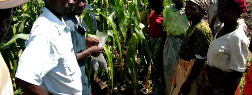 Assessing carbon concentration is crucial for Malawi farmers who need to maximize the fertility of their soils. Photo: USAID Free to use CC0
