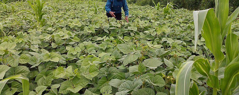 Climate mitigation in agriculture can bring total benefits of $360 billion. Photo: Hezekiel Gikambi Attribution-ShareAlike 4.0 International (CC BY-SA 4.0)