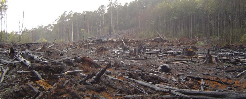 Lanciato nel 2015, SEPAL è una piattaforma che ospita oltre 7.000 utenti impegnati nel contrasto alla deforestazione. Foto: Crustmania Attribution 2.0 Generic (CC BY 2.0)
