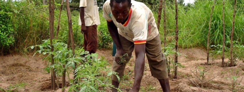 By 2050 agriculture will need to produce almost 50 percent more food than in 2012. Photo: R. Nyberg, USAID Attribution 4.0 International - CC BY 4.0