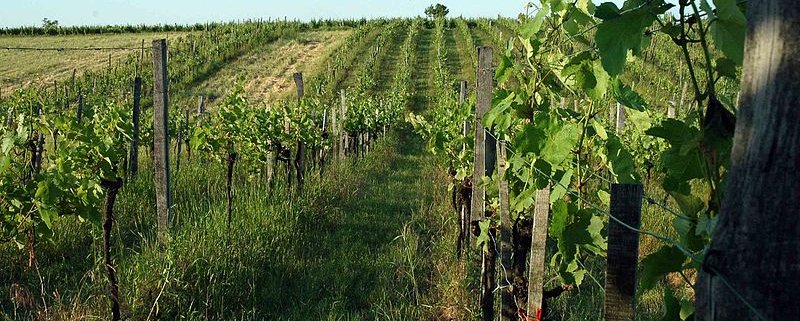 The EU Commission has officially recognized the importance of carbon farming in climate mitigation. Photo: Verita Attribution 3.0 Unported (CC BY 3.0)