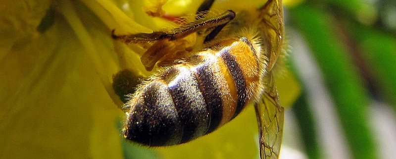 In qualità di impollinatori le api interagiscono con oltre il 90% delle piante floreali. Foto: Mauricio Mercadante Attribution-NonCommercial-ShareAlike 2.0 Generic (CC BY-NC-SA 2.0)