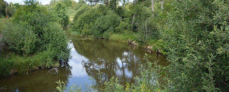 Le fasce tampone vegetate rappresentano un efficace argine contro l’inquinamento dei corsi d’acqua. Foto: Bengt Oberger Attribution-ShareAlike 4.0 International (CC BY-SA 4.0)