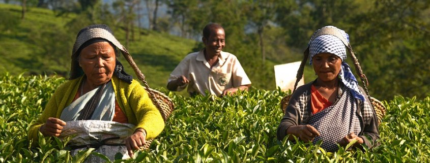 Tea is produced in 25 different countries. Cultivating it in an agro-ecological manner provides new opportunities for ecosystem conservation. Photo: kitbinan Pixabay License Free for commercial use Attribution not required