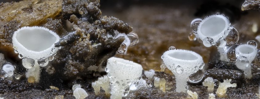 Fungi play a crucial role in storing organic carbon within the soil. Photo: MaxPixel CC0 Public Domain Free for commercial use Link referral required https://www.maxpixel.net/Tiny-White-Micro-Fungi-Nature-Spheres-Round-Wood-4733086