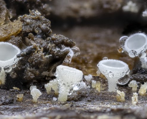 I funghi hanno un ruolo decisivo nella conservazione del carbonio organico all’interno del suolo. Foto: MaxPixel CC0 Public Domain Free for commercial use Link referral required https://www.maxpixel.net/Tiny-White-Micro-Fungi-Nature-Spheres-Round-Wood-4733086