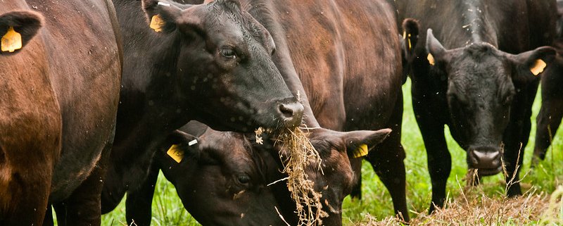 La presenza di prodotti chimici pericolosi nella carne di manzo evidenzia all’origine una contaminazione del suolo. Foto: Lance Cheung, U.S. Department of Agriculture Public Domain Mark 1.0