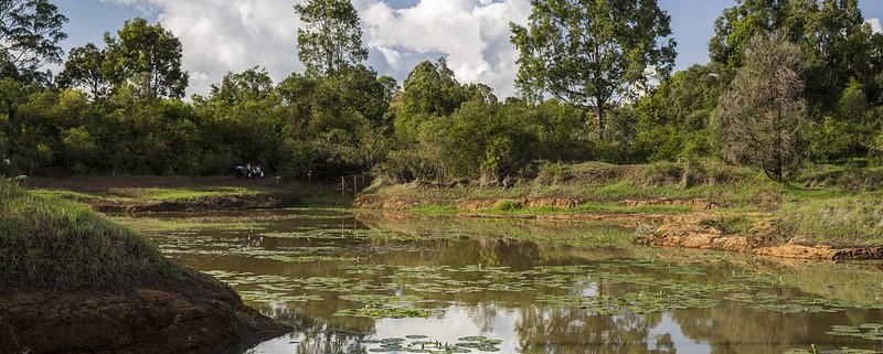 A forest stretch in Kenya Photo: Ninara Attribution 2.0 Generic (CC BY 2.0)