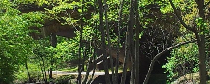 Urban forests grow faster and release less CO2 than their inland peers. Photo: Monika M. Wahi Attribution-ShareAlike 3.0 Unported (CC BY-SA 3.0)