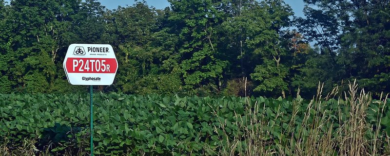 Glyphosate poses a threat to human health, soil health and ecosystem preservation. Photo: Jo Zimny Photos Attribution-NonCommercial-NoDerivs 2.0 Generic (CC BY-NC-ND 2.0)