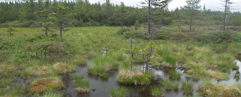 Peatlands are a distinctive element of the Šumava National Park landscape. Photo: I.Sáček, senior CC0 1.0 Universal (CC0 1.0) Donation to the Public Domain