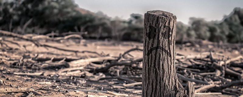 UK pension funds reportedly invest £300 billion in companies linked to deforestation. Photo: Maher Najm Public Domain Mark 1.0