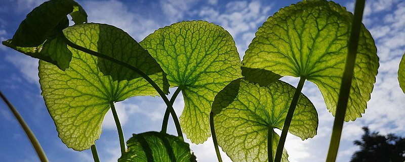 Centella asiatica is one of the tropical plants that have proven most effective in natural remediation practices for contaminated soils. Photo: Rejin Narayanan Attribution-ShareAlike 4.0 International (CC BY-SA 4.0)
