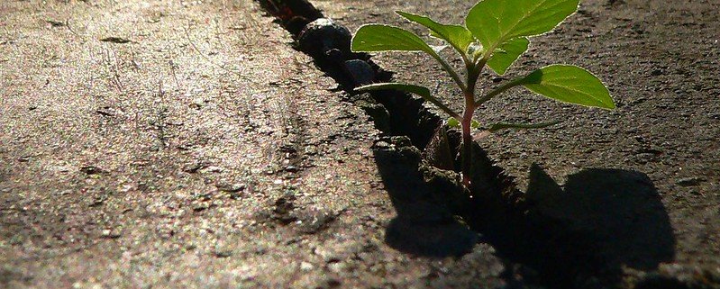 Nel mondo cresce l’attenzione per le potenzialità del verde urbano. Foto: Leonard J Matthews Attribution-NonCommercial-ShareAlike 2.0 Generic (CC BY-NC-SA 2.0)