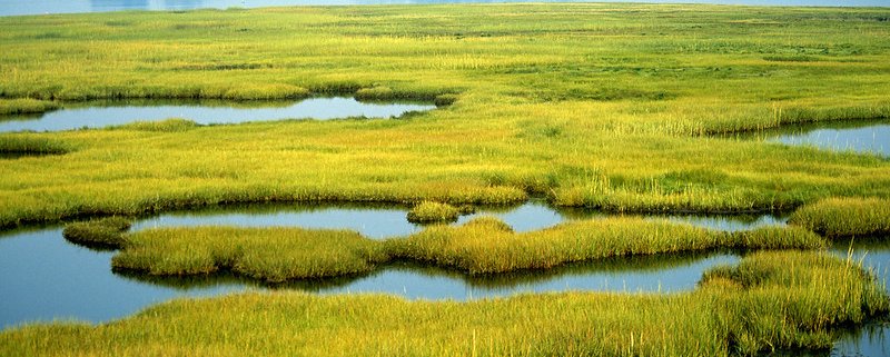 Le zone umide immagazzinano la maggior quantità di carbonio per unità di superficie, Foto: Kelly Fike/U.S. Fish and Wildlife Service Northeast Region Public Domain Mark 1.0