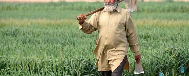 India has witnessed an increasing trend of plastic use in agriculture, although the phenomenon is relatively recent. Photo: P. Casier (CGIAR) Attribution-NonCommercial-ShareAlike 2.0 Generic (CC BY-NC-SA 2.0)