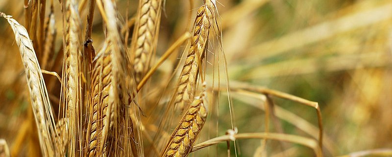 Soil is responsible for the production of 95 percent of global food. Photo: James Almond Attribution-ShareAlike 2.0 Generic (CC BY-SA 2.0)