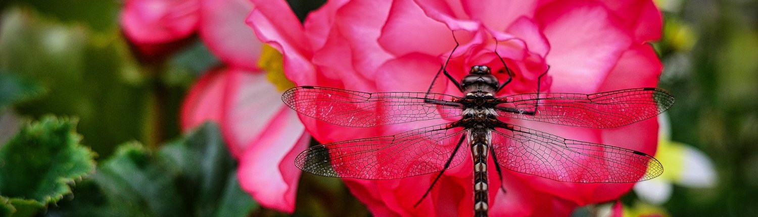L'economia circolare può frenare l'arresto di biodiversità