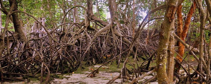 Mangrovie sull'isola di Ubin, Singapore. La città-Stato vuole portare a termine una massiccia campagna di riforestazione entro il 2030. Foto: Eustaquio Santimano Attribution-NonCommercial-ShareAlike 2.0 Generic (CC BY-NC-SA 2.0)
