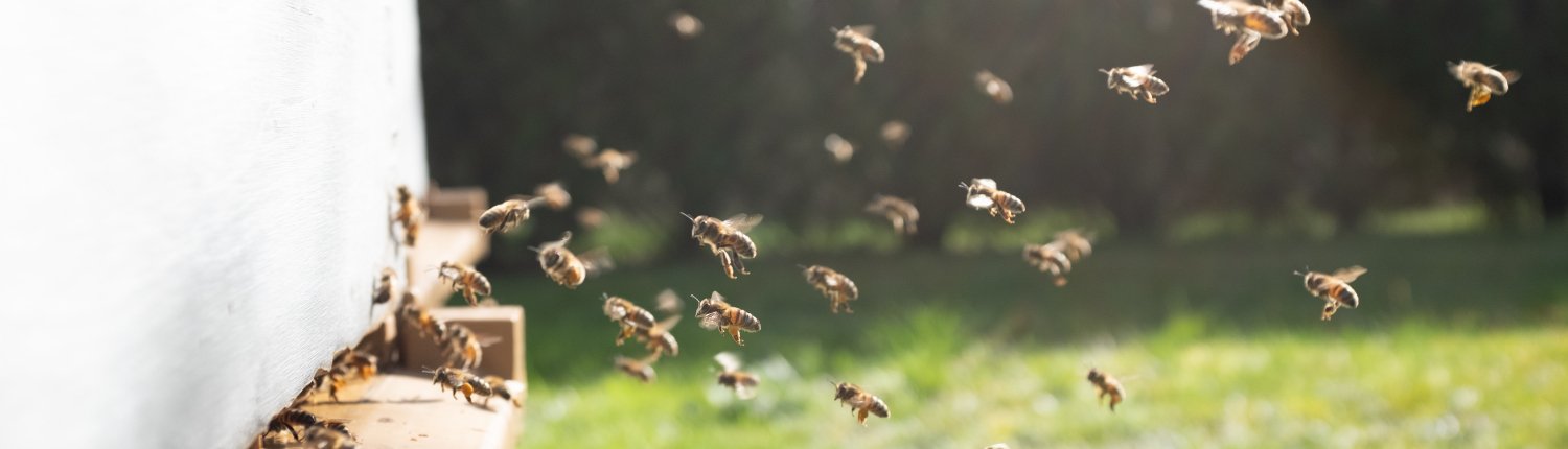 Oltre che essenziali per la produzione agricola, le api possono essere usati come validissimi strumenti di biomonitoraggio della condizione di terreni e aria. FOTO: Damien TUPINIER on Unsplash