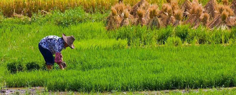 A quarant’anni di distanza dall’ultima indagine la Cina punta a completare il censimento dei suoi terreni. Foto: olly301 Attribution-ShareAlike 2.0 Generic (CC BY-SA 2.0)