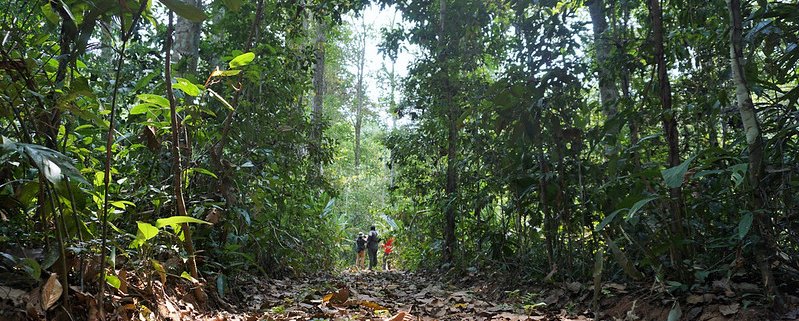 The Madre de Dios region in the Peruvian Amazon hosts the community project supported by CESVI and Lavazza Foundation. Photo: Yoly Gutierrez/CIFOR Attribution-NonCommercial-NoDerivs 2.0 Generic (CC BY-NC-ND 2.0)