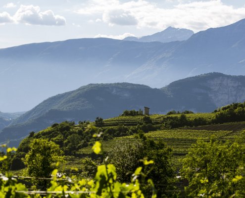 L'aumento delle temperature e l'esigenza di proteggere i vitigni da eccessiva insolazione ha fatto salire il livello di quota degli impianti delle viti in Trentino. FOTO: Istituto Trentodoc