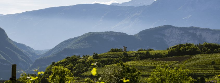 L'aumento delle temperature e l'esigenza di proteggere i vitigni da eccessiva insolazione ha fatto salire il livello di quota degli impianti delle viti in Trentino. FOTO: Istituto Trentodoc