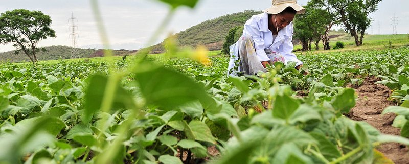 High fertilizers prices threaten agricultural productivity in some countries in Sub-Saharan Africa, such as Ethiopia, and Central America. Photo: ©2015CIAT/GeorginaSmith Attribution-NonCommercial-ShareAlike 2.0 Generic (CC BY-NC-SA 2.0)