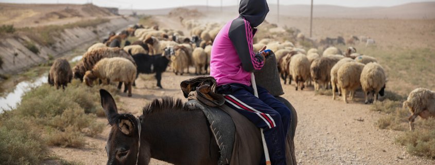 Due to drought, Iraqi farming communities are experiencing a drop in harvests for the second year in a row. Photo: Ahmed Kaka, NRC October 2022 Free-to-use photos Press Album - A dry horizon