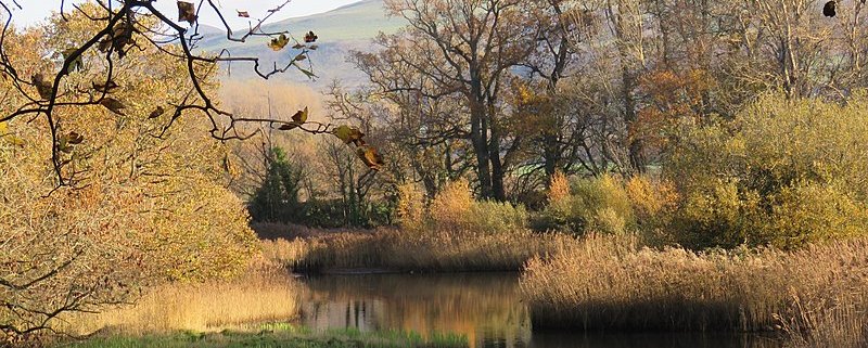 Peatland restoration is part of a larger nature conservation program in Wales. Photo: Lesbardd Attribution-ShareAlike 4.0 International (CC BY-SA 4.0)