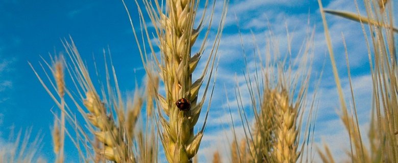 Nel 2023 il raccolto di grano e cereali in Russia sarà inferiore a quello dello scorso anno. Foto: pxhere Sheikh Rayhan CC0 Public Domain Free for personal and commercial use No attribution required