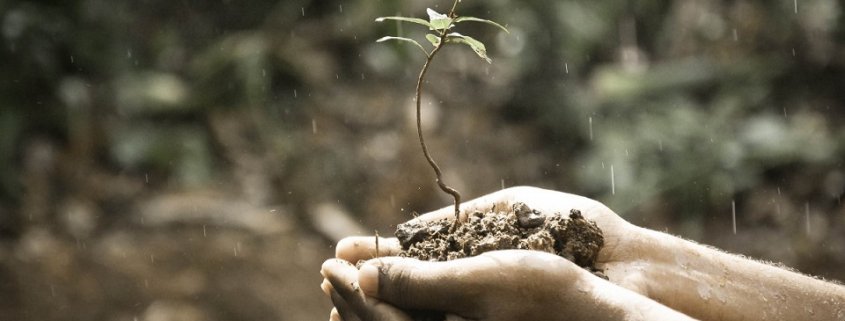 I microorganismi del suolo svolgono servizi fondamentali per la salute delle piante e degli esseri umani. Foto: pxhere CC0 Public Domain Free for personal and commercial use No attribution required