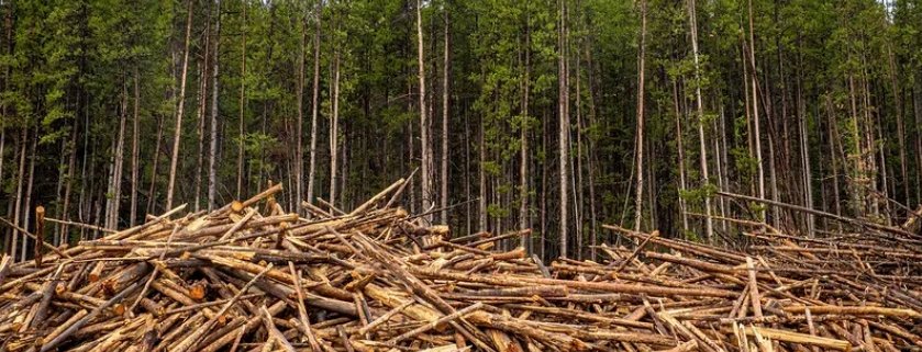 Puntando sui settori coinvolti nella deforestazione gli operatori finanziari rischiano di andare incontro a enormi perdite. Foto: Preston Keres USDA CC0 1.0 Universal (CC0 1.0) Public Domain Dedication